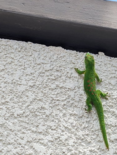 Madagascar Giant Day Gecko