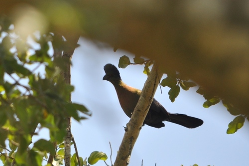 iNaturalist image