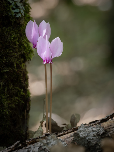 Ivy-leaved cyclamen