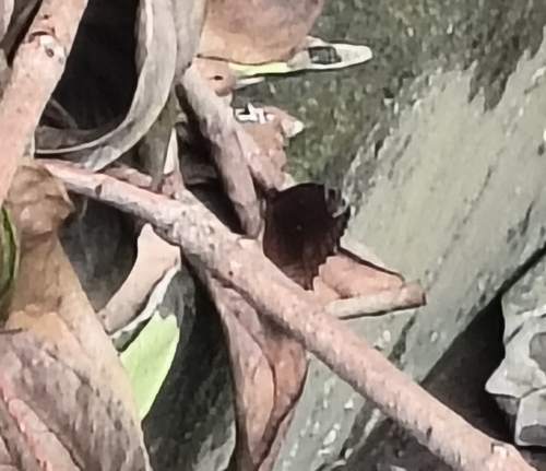 Common Palmfly