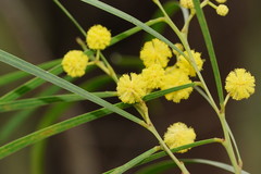 Acacia mucronata longifolia