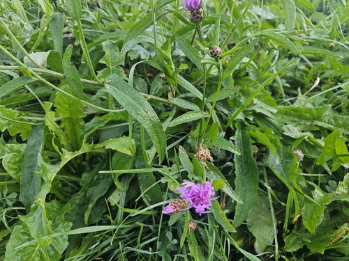 Centaurea jacea, photograph 2