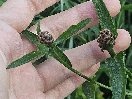 Centaurea jacea, photograph 4