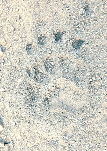 European Badger