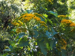 Jessea cooperi