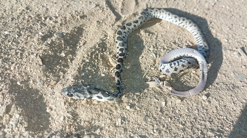 Horseshoe Whip Snake
