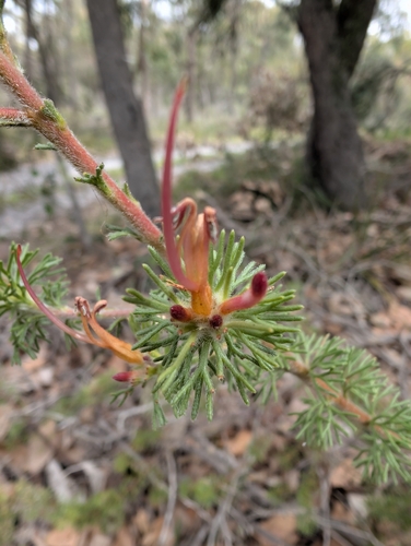Adenanthos meisneri