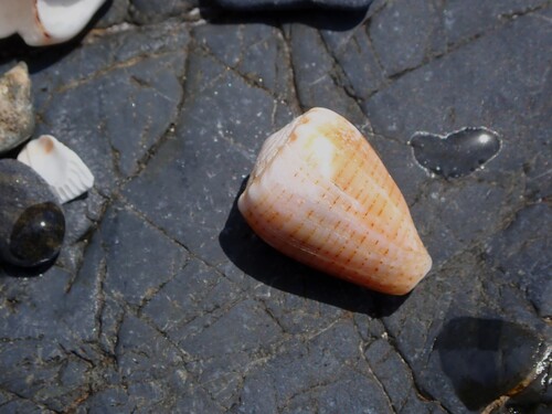 Conus miliaris observed 2026-09-23