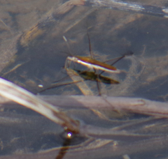 Limnoporus dissortis