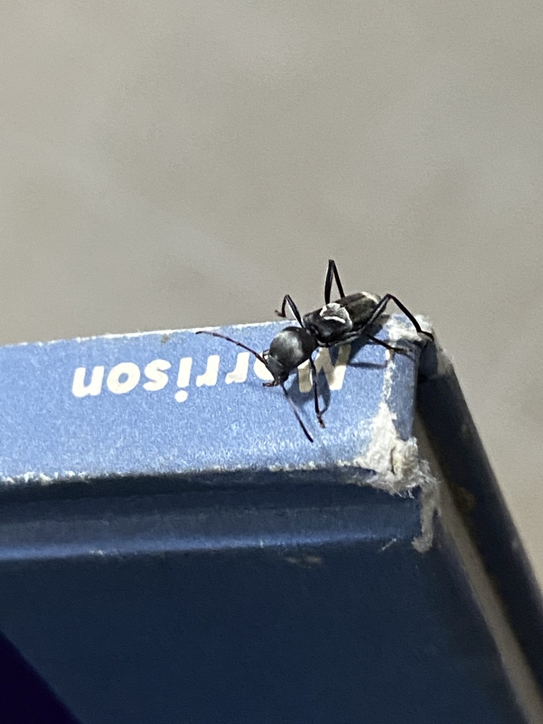 Tilloclytus balteatus