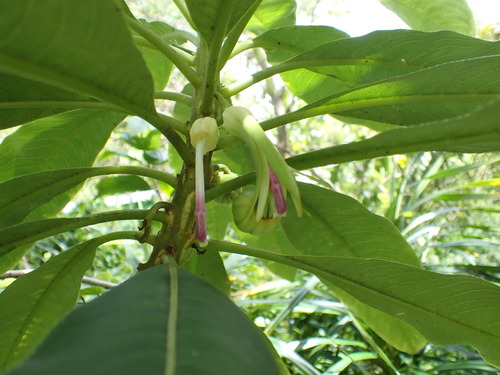 Clermontia kakeana observed 2026-09-20