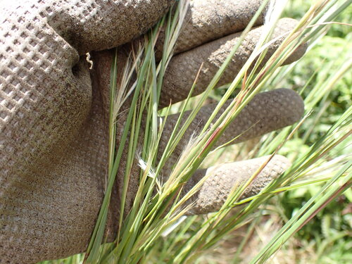 Andropogon virginicus observed 2026-09-20