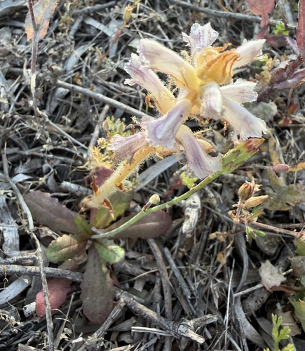 Common Broomrape