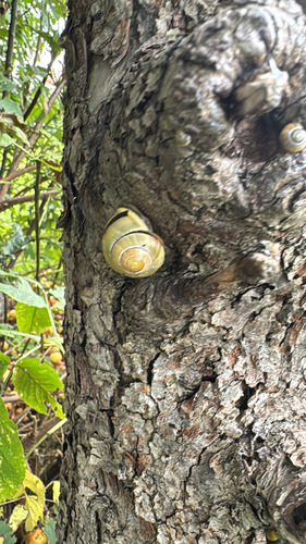 Brown-lipped Snail