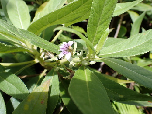 Scaevola mollis observed 2026-09-20