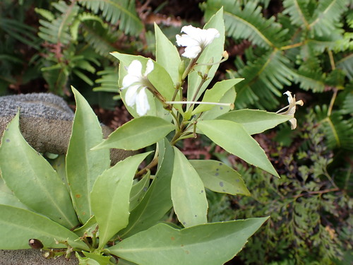 Scaevola gaudichaudiana observed 2026-09-20
