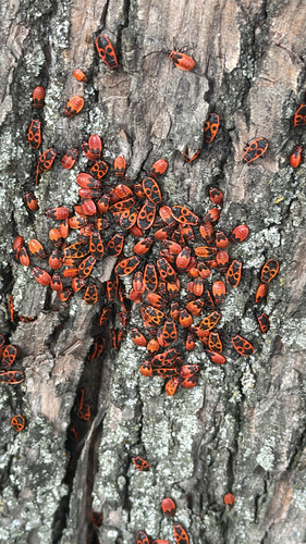 European Firebug