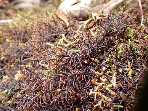 Frullania apiculata observed 2026-09-20