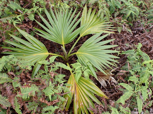 Pritchardia martii observed 2026-09-20