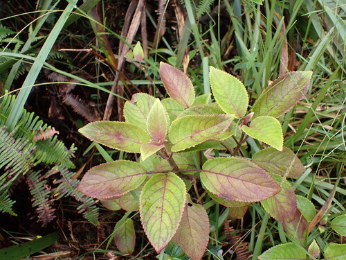 Phyllostegia grandiflora observed 2026-09-20