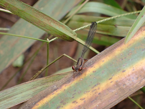 Megalagrion oahuense, 2026-09-20