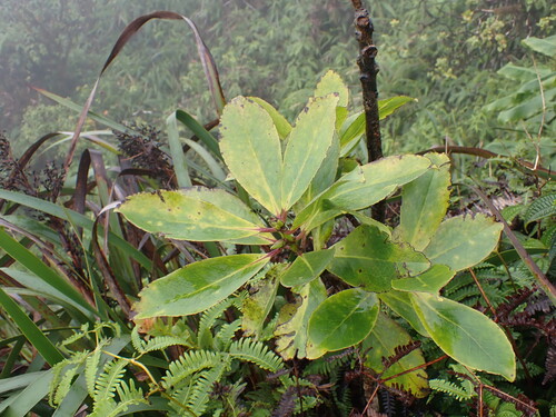 Ilex anomala observed 2026-09-20