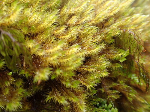 Acroporium fuscoflavum observed 2026-09-20