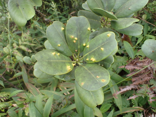 Melicope, 2026-09-20