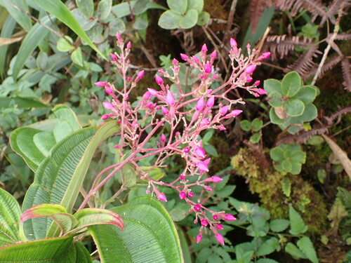Oxyspora paniculata observed 2026-09-20