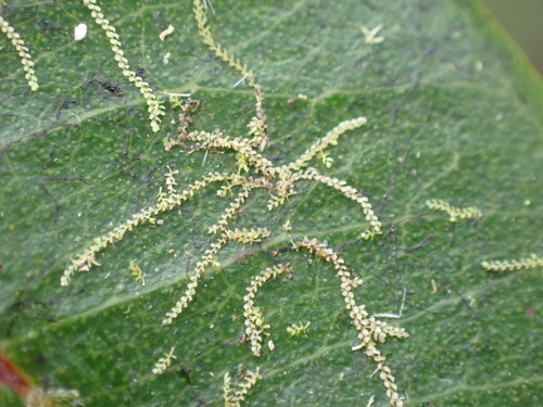 Drepanolejeunea anderssonii observed 2026-09-20