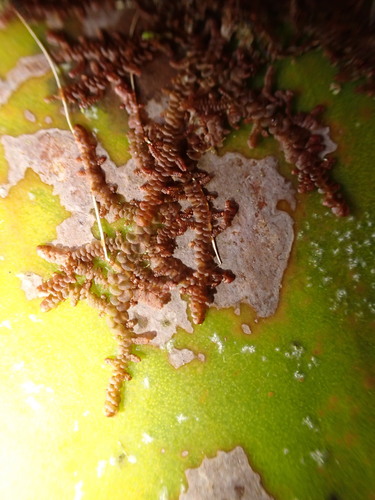 Frullania hypoleuca observed 2026-09-20