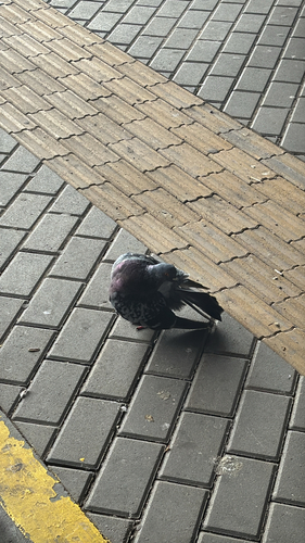 Feral Pigeon
