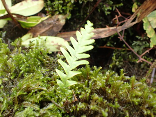 Adenophorus pinnatifidus observed 2026-09-20