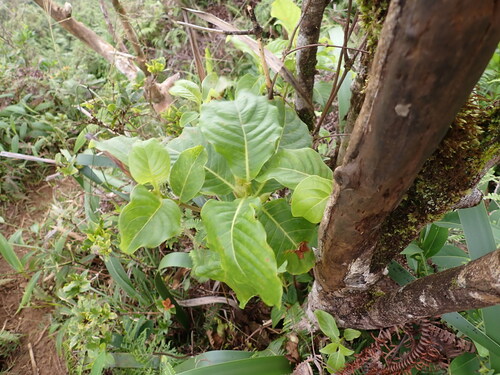 Bobea observed 2026-09-20