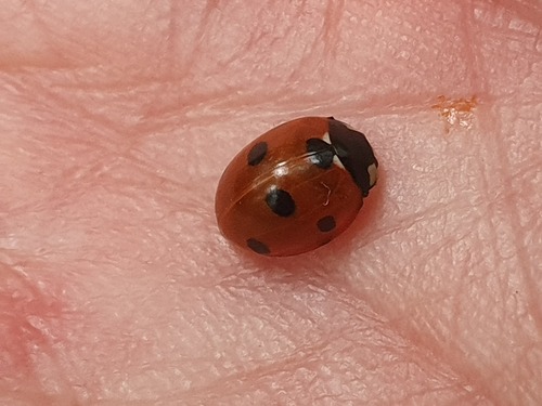Seven-spotted Lady Beetle