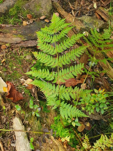 spinulose wood fern