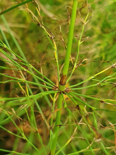 wood horsetail