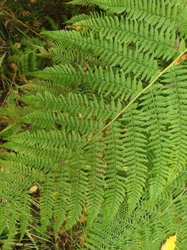 Common Lady Fern