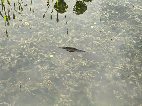 Amur Carp