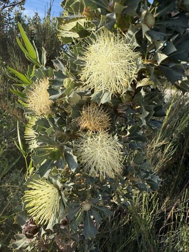 Banksia sessilis cygnorum