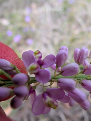 Milkwort