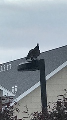 Cathartes aura