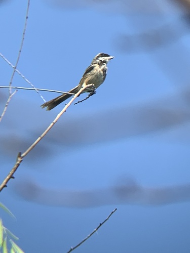 Long-tailed Shrike
