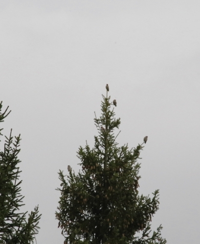 Bohemian Waxwing