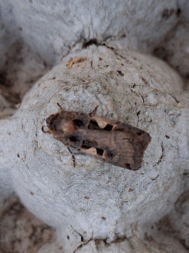 Setaceous Hebrew Character
