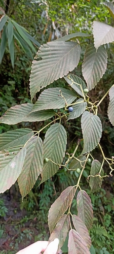 Leea indica observed 2026-09-21