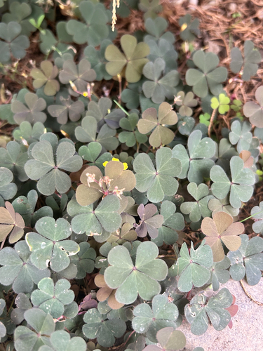Creeping Woodsorrel