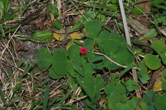 Oxalis purpurea, photograph (c) Greg Tasney, some rights reserved (CC BY-SA)
