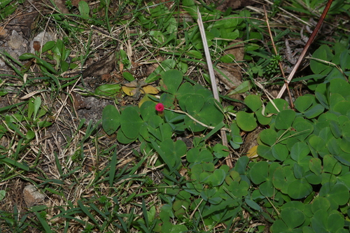 Oxalis purpurea, photograph 6