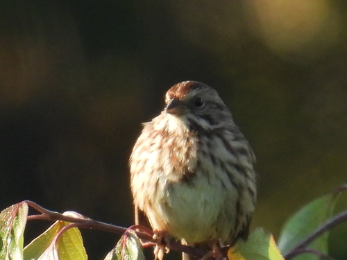 Song Sparrow